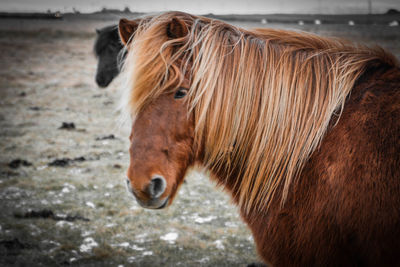 Close-up of horse