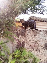 Cat on tree