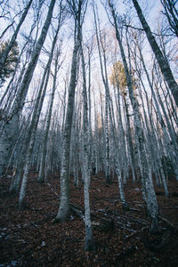 Trees in forest during winter