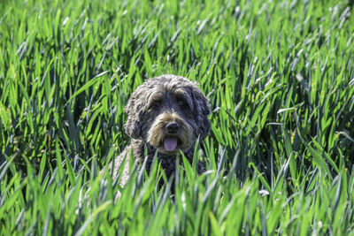 Portrait of a dog on field