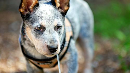 Close-up portrait of dog