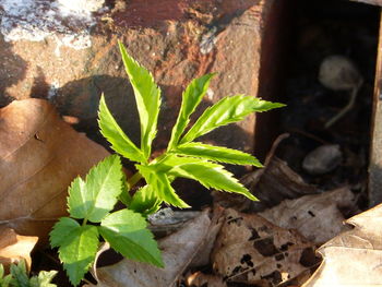 Close-up of fresh green plant