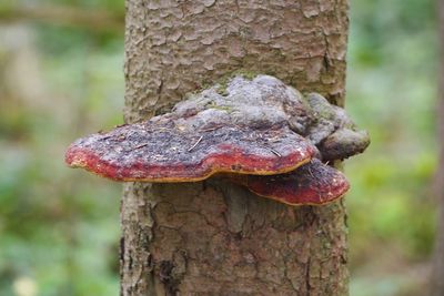 Close-up of mushroom growing on tree trunk