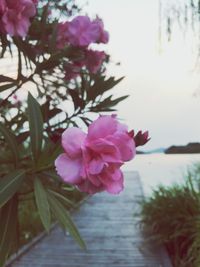 Close-up of pink flowers blooming against sky