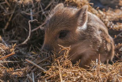 Close-up of pig on field