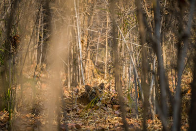 View of a cat in the forest