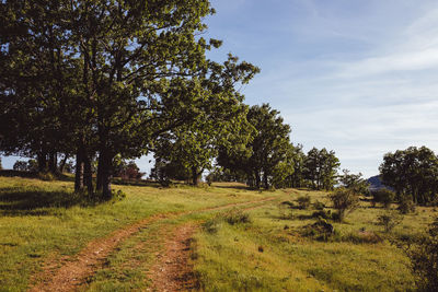 Trees on field against sky