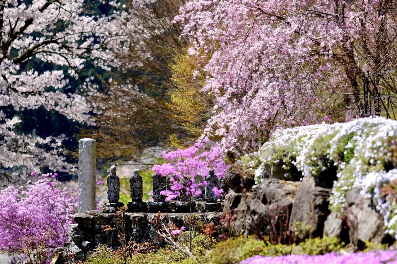 VIEW OF PINK FLOWERS ON TREE