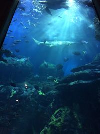 Fish swimming in aquarium