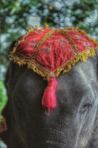 Close-up of decorated elephant