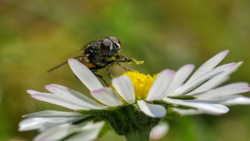 Close-up of fly on white daisy blooming outdoors