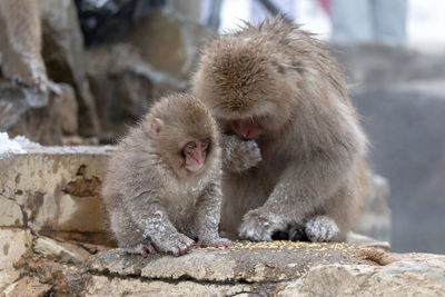 Monkeys on rock