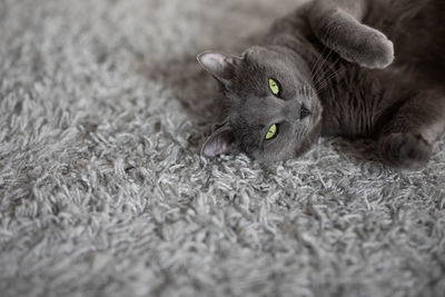 Portrait of cat lying on rug