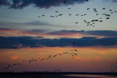 Birds flying over sea against sky during sunset