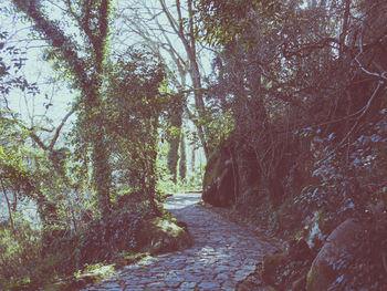 Footpath amidst trees in forest