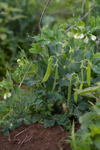 Close-up of plants growing on field