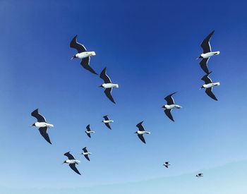 Low angle view of birds flying against clear sky