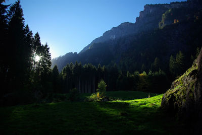 Scenic view of forest against clear sky