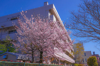 Low angle view of flowering tree against buildings in city