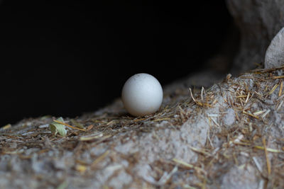 High angle view of bird in nest