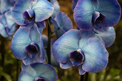 Close-up of purple iris