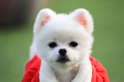Portrait of white dog