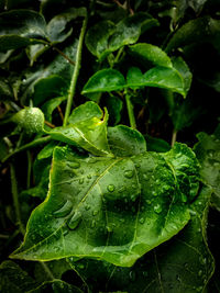 Close-up of wet plant during rainy season