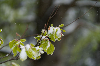 Close-up of snow on plant