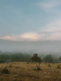 Trees on field against sky