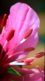 Close-up of pink rose flower