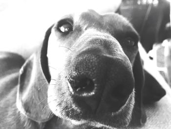 Close-up portrait of dog