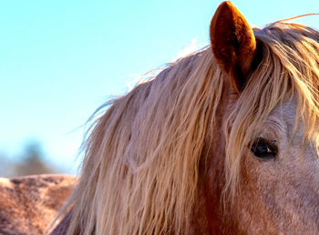 Close-up of a horse