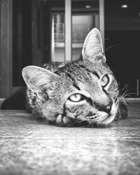 Close-up portrait of a cat lying on floor