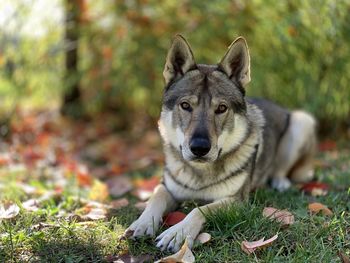 Portrait of dog on field