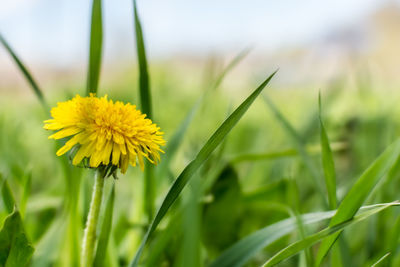 Close-up of yellow flowering plant on field
