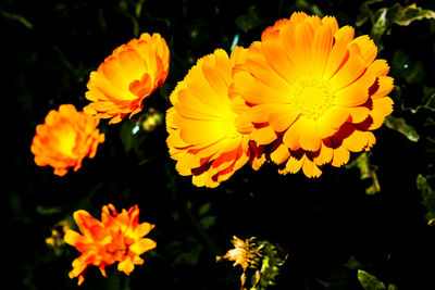 Close-up of yellow flowers blooming outdoors