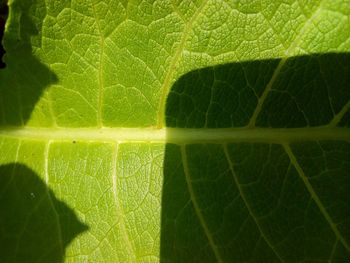 Close-up of green leaf