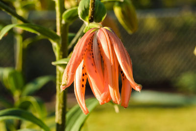 Close-up of orange lily