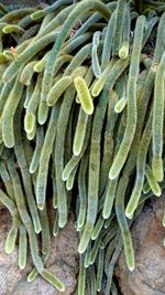 High angle view of vegetables
