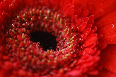 Full frame shot of red flowering plant