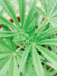 Full frame shot of plants