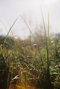Close-up of grass