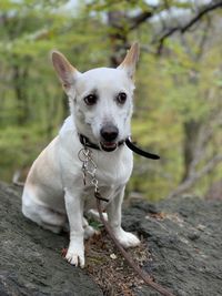 Portrait of a dog