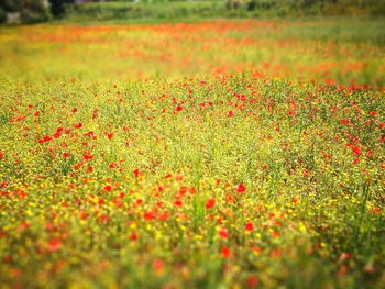 Flowers growing in field