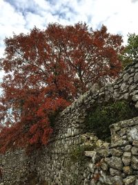 Low angle view of trees against sky