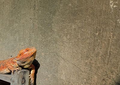 High angle view of a lizard on land