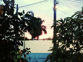 Low angle view of tree against sky