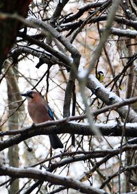 Close-up of bird perching on tree