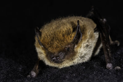 European bat kuhl's pipistrelle pipistrellus khulii on a black backround