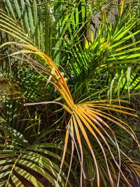 Close-up of plant